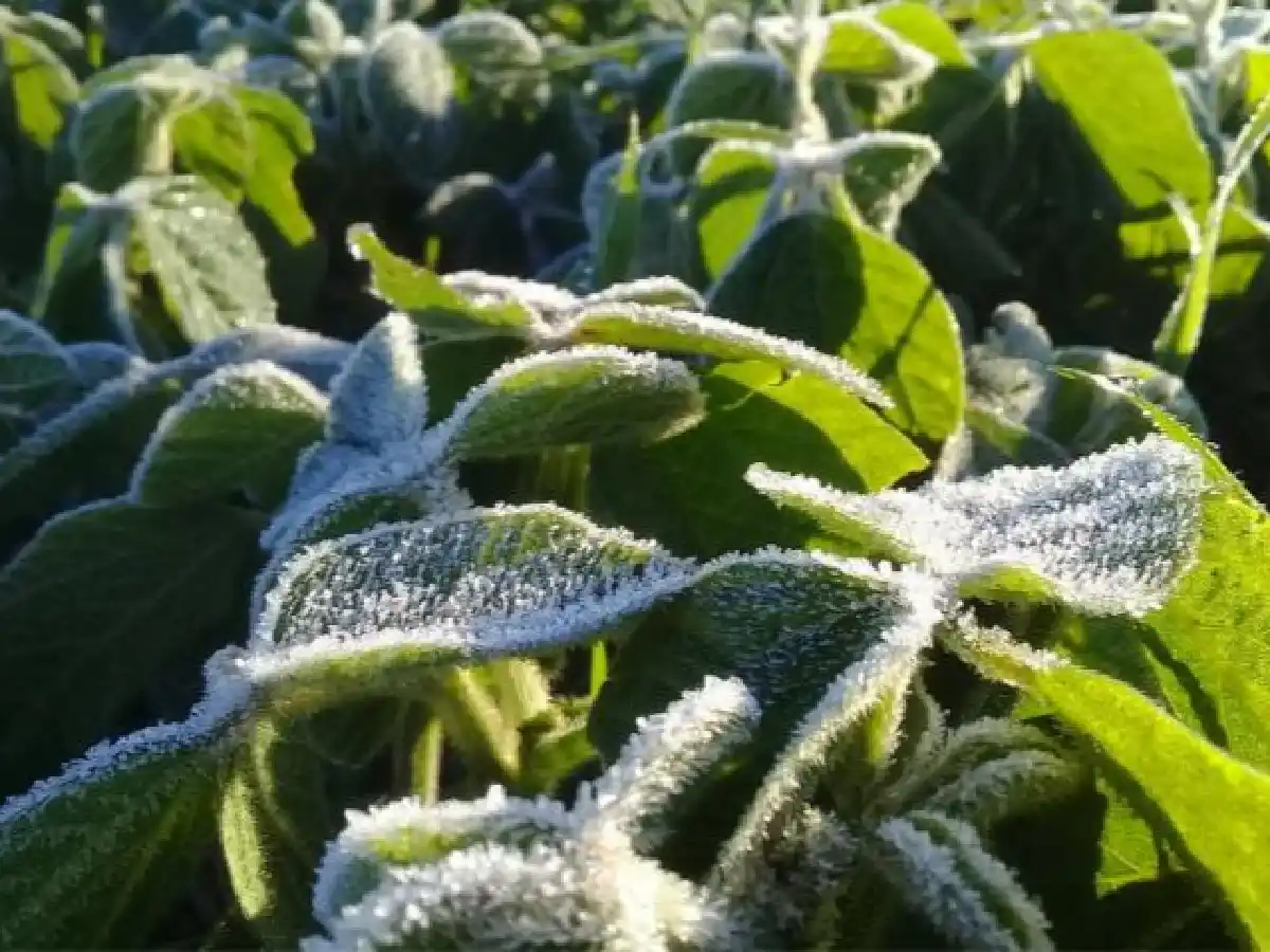 Más heladas y buen clima para avanzar con las tareas a campo