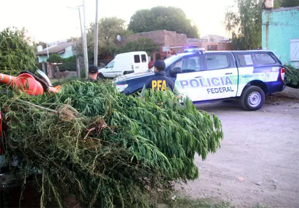 Cultivaba marihuana en el patio de su casa y a metros de una escuela