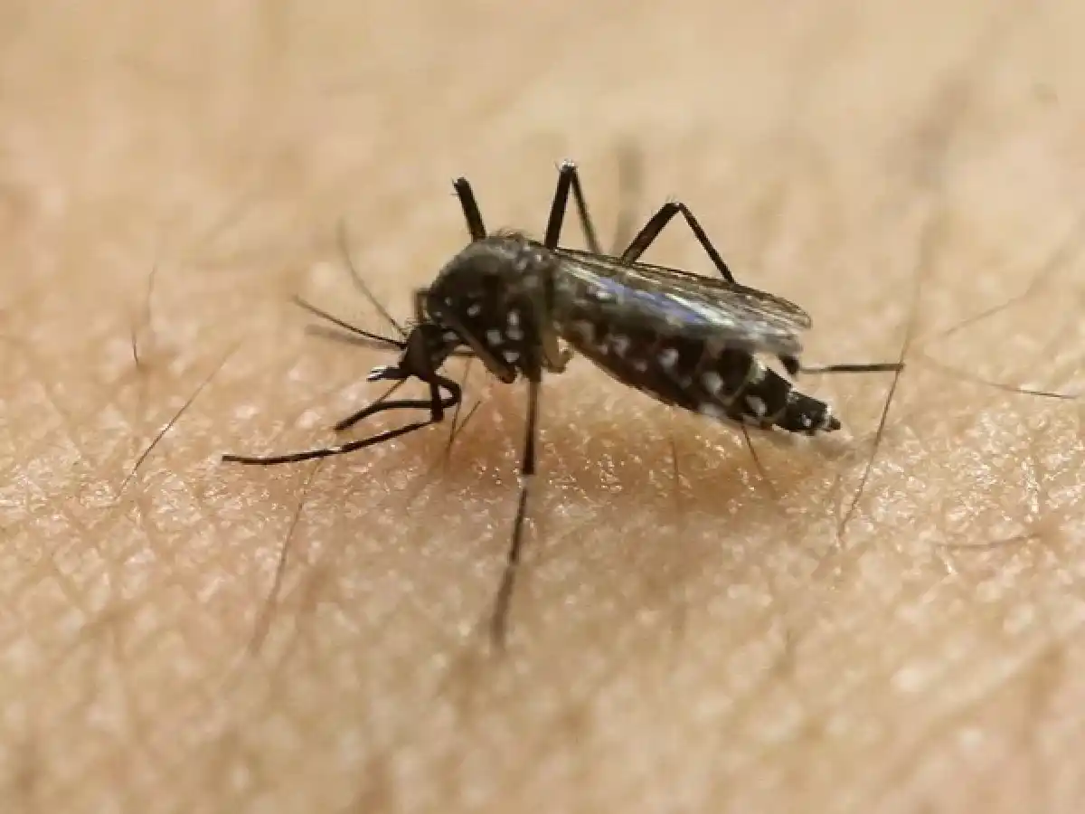 Ya son 42 los muertos por dengue en el país y los expertos creen que el brote seguirá hasta mayo