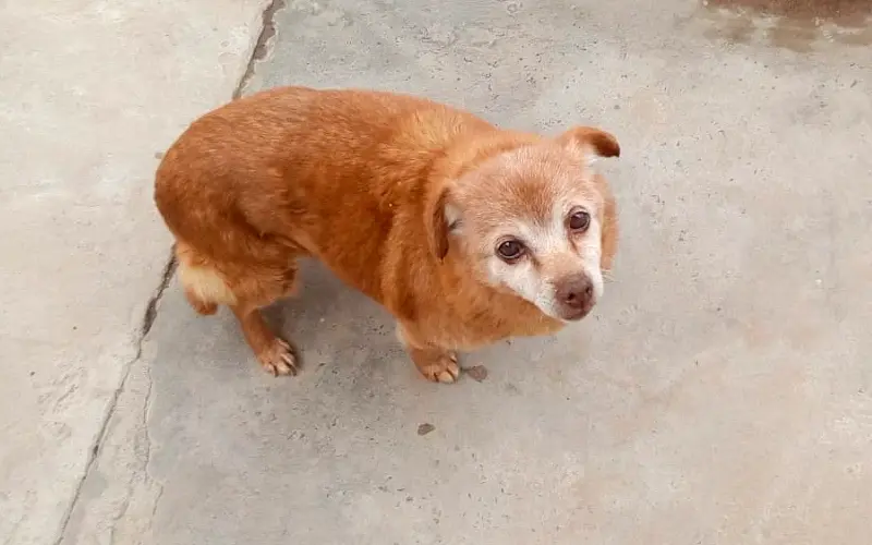 Perrita encontrada