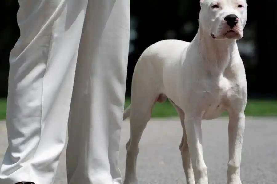 Desgarrador ataque: una niña de 8 años fue mordida por un dogo y tuvo que ser hospitalizada por las heridas