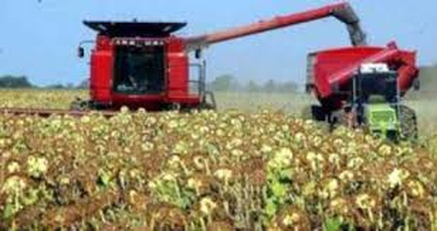 Buena cosecha de girasol, pero los cultivos de verano podrían comprometerse si no llueve en el corto plazo