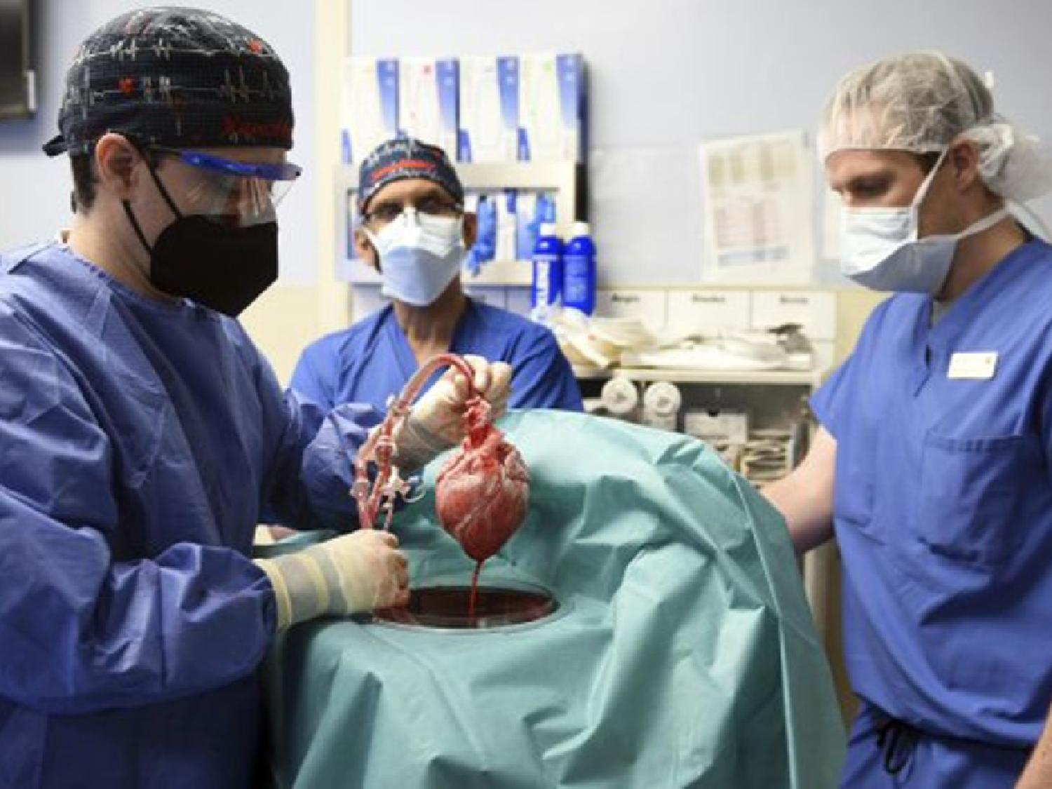 Trasplantaron con éxito un corazón de cerdo a un humano
