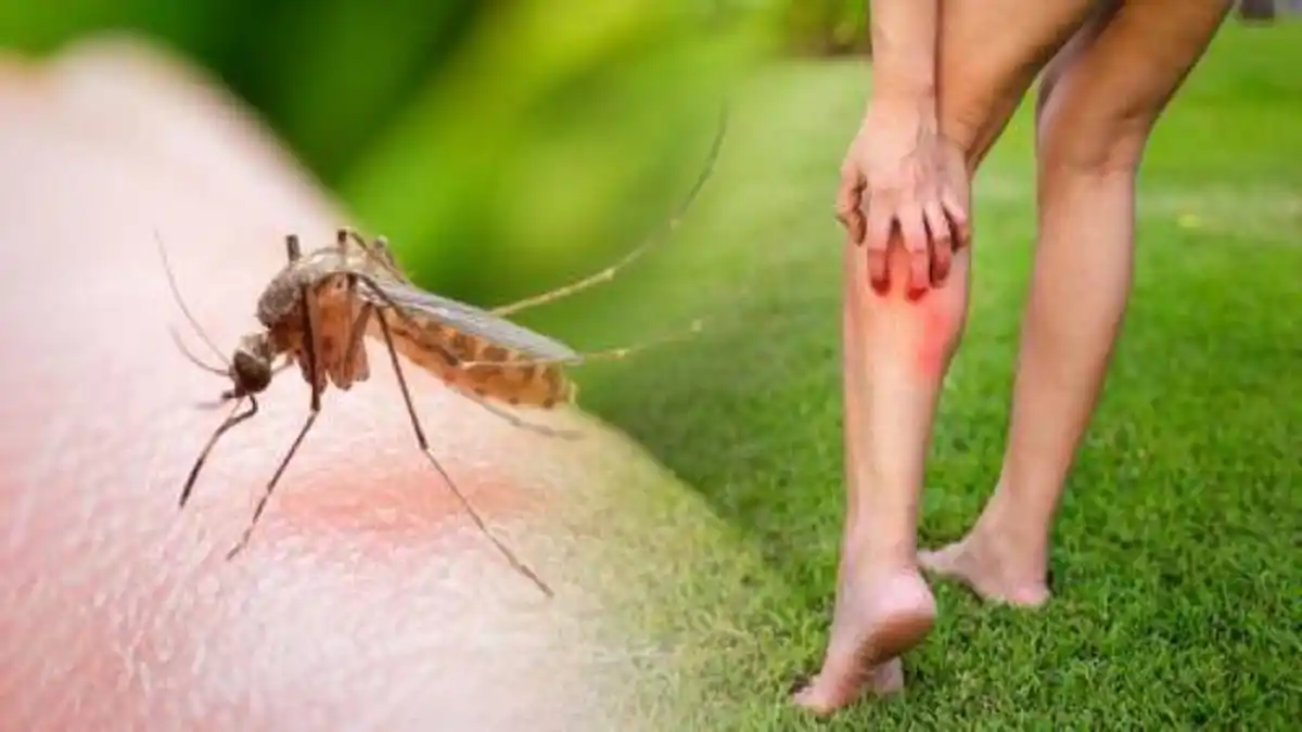 NO ES SOLO UN MOSQUITO: una   picada te puede trasmitir estas enfermedades