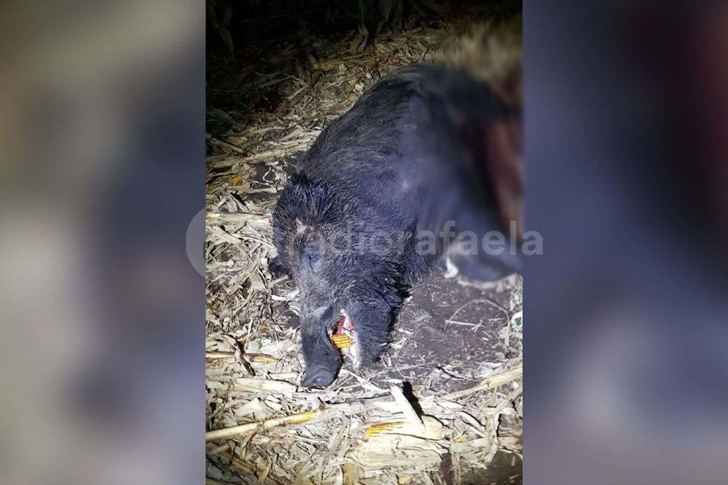 Sin licencia y en sectores prohibidos, atraparon a un cazador y le secuestraron un chancho sin vida