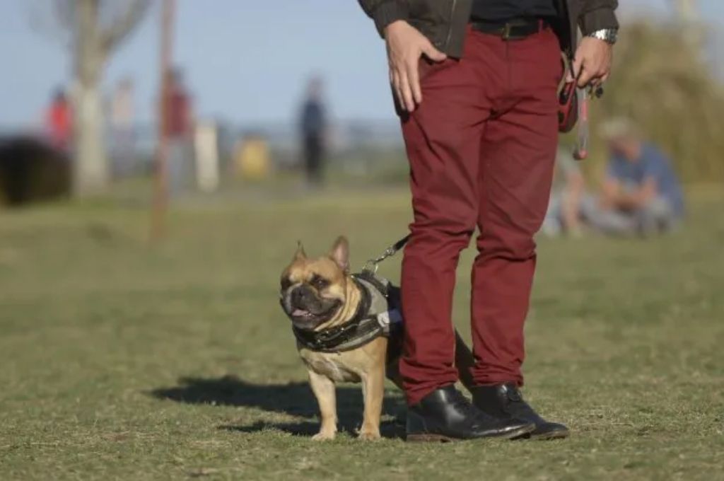 Rosario: veterinarios en contra de la prohibición de criaderos de perros