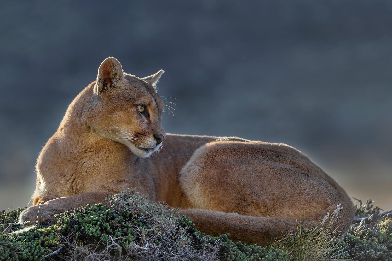 Pumas