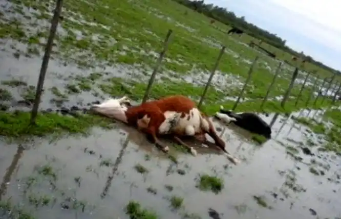 Temporal en Entre Ríos: Una centella mató a cinco vacunos 