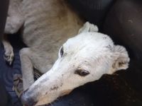 Santa, otro perro rescatado por Mascotandil que necesita ayuda de los tandilenses