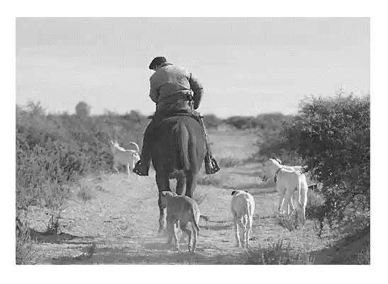 El rastreador (segunda parte)