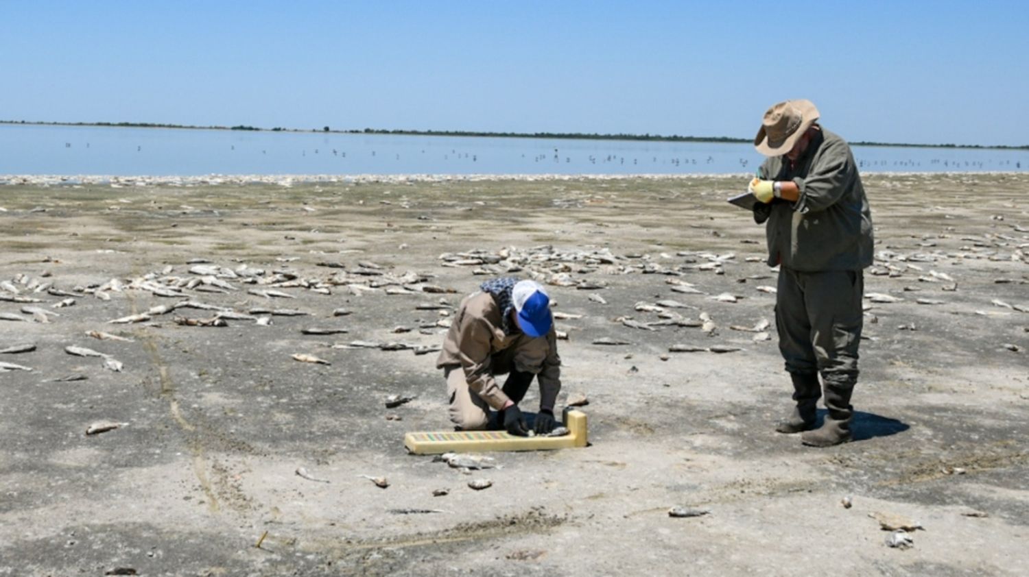 Mortandad de peces en el norte provincial: se produjo por una disminución en el oxígeno del agua