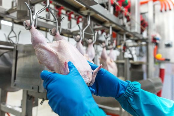 Las importaciones de carne aviar aumentaron casi 300% en lo que va del año, mientras que las exportaciones cayeron