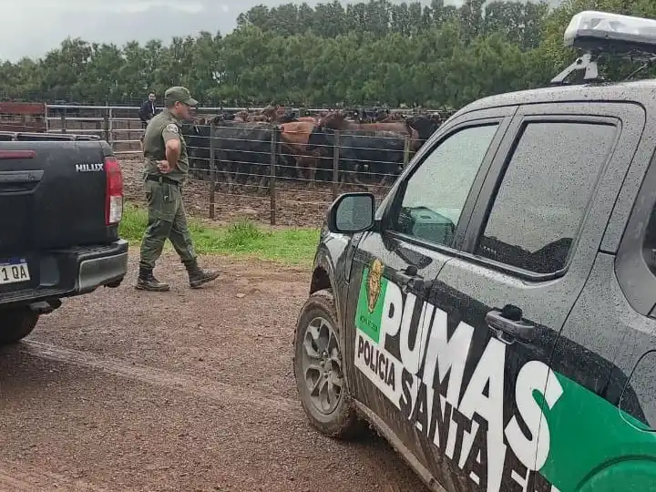 La investigación llegó hasta la zona rural de Chabás donde hallaron los bovinos. Foto: GSF