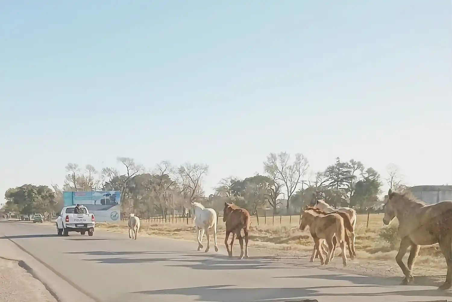 Los caballos fueron arreados hacia el Corralón municipal.