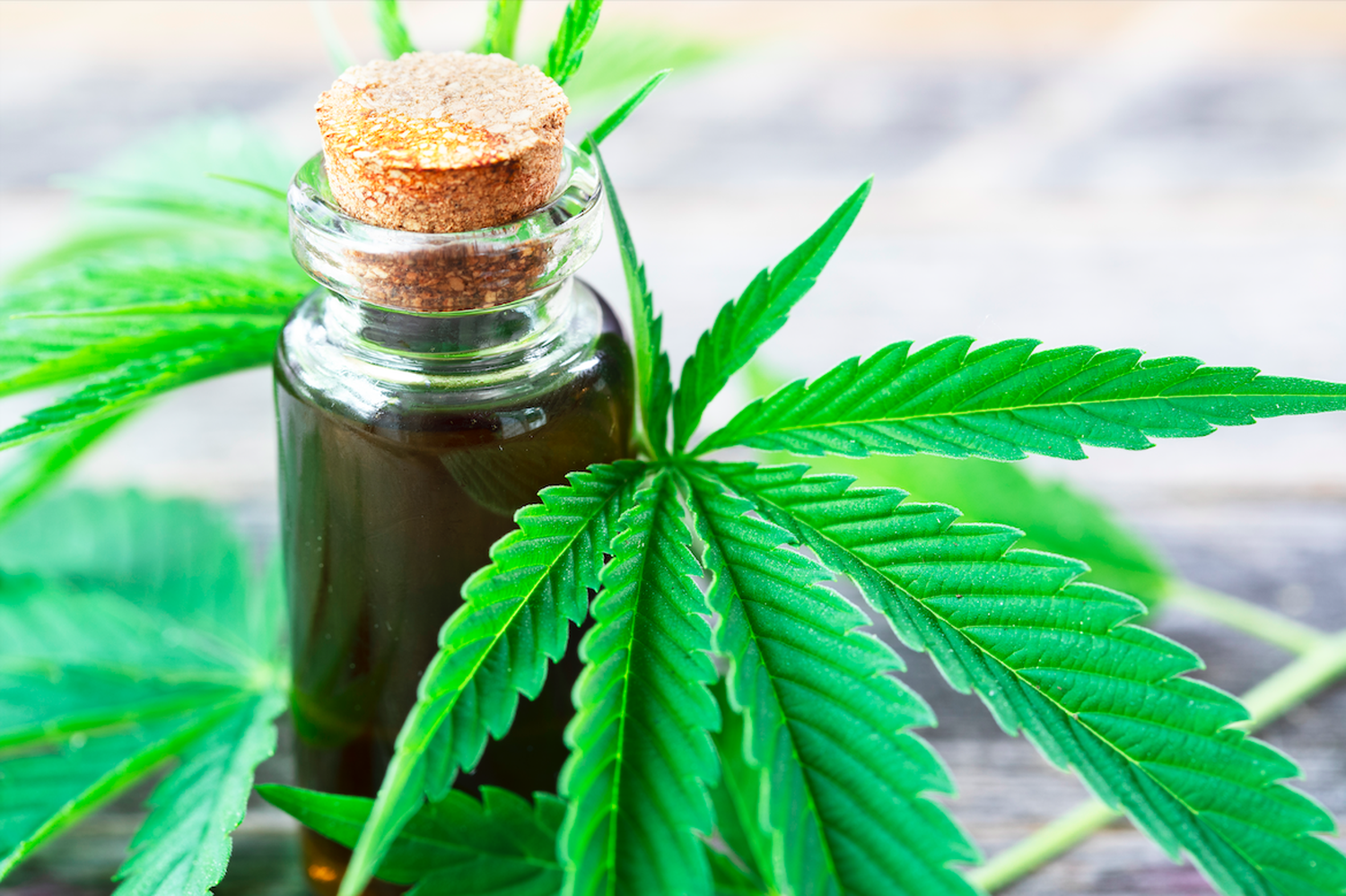 Ciclo abierto y gratuito sobre cannabis medicinal