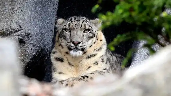 SE COMPLICARON: mueren los 3 leopardos de las nieves contagiados con coronavirus en un zoo de Nebraska