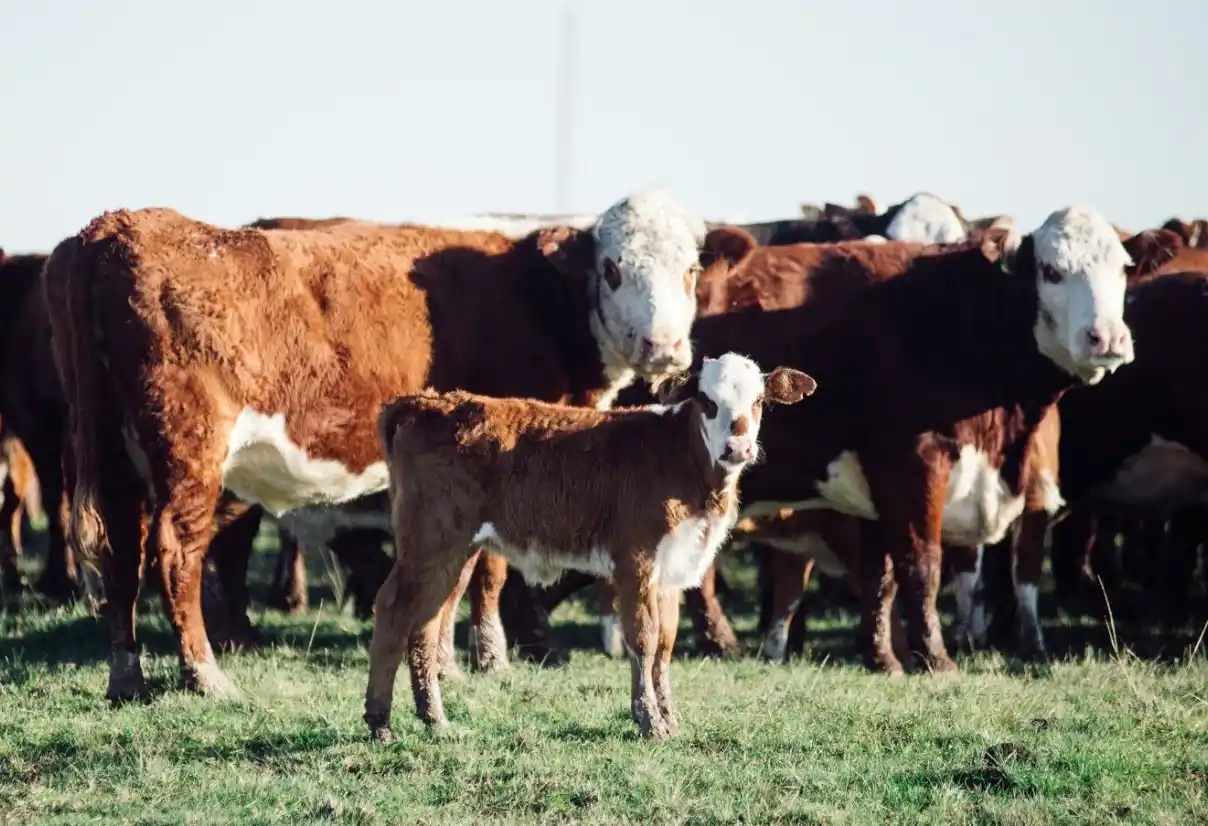 Agosto confirmó la firmeza de los remates con subas de dos dígitos en la mayoría de las categorías
