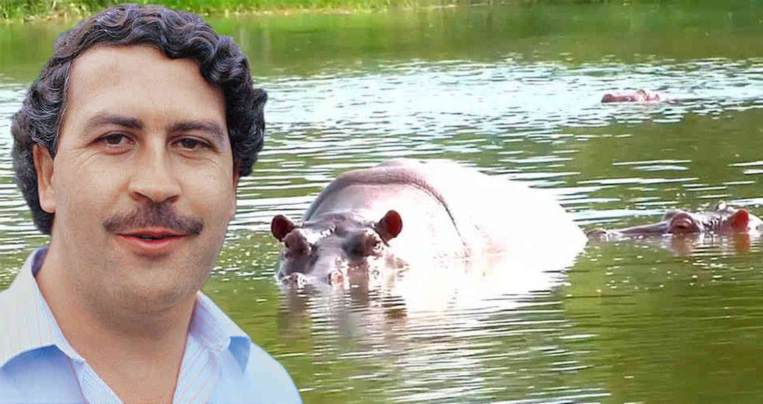 Hipopótamos de Pablo Escobar están siendo traficados