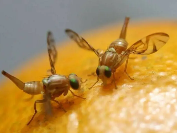 Brindarán una capacitación sobre el combate de la mosca de los frutos en Concordia