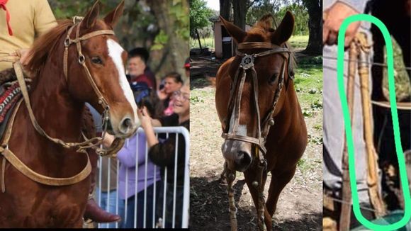Les robaron juegos de soga de sus caballos antes del desfile y solicitan ayuda para recuperarlos
