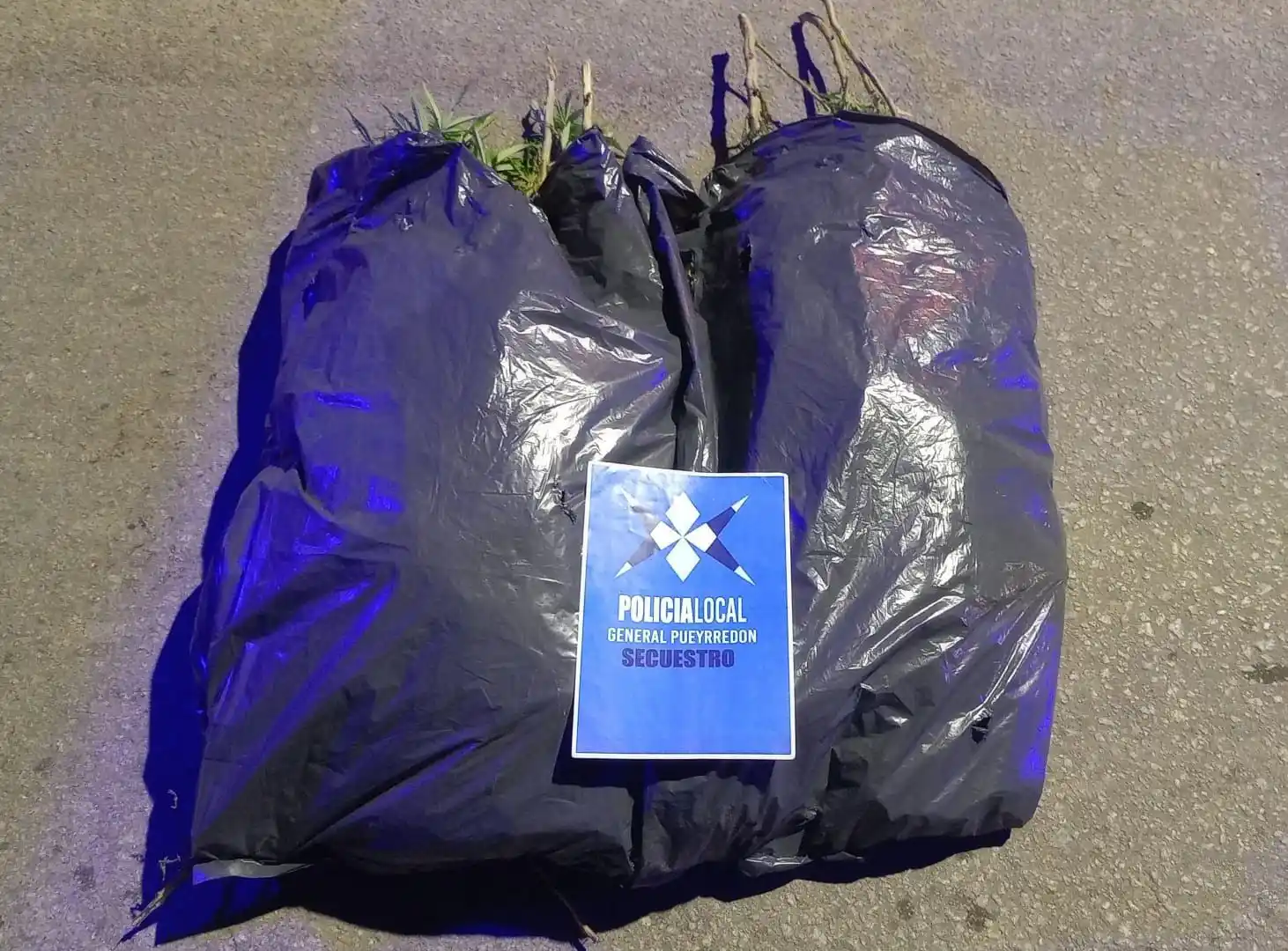 Circulaba a pie con dos bolsas de las cuales sobresalían tallos que emanaban aroma similar a cannabis sativa.