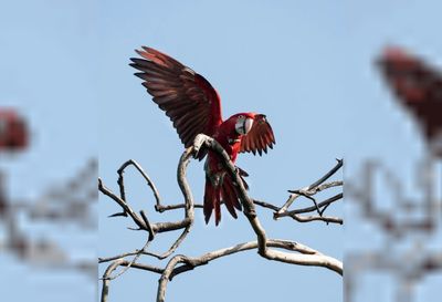 Atroz crueldad en Corrientes: mataron con una gomera al guacamayo rojo "Charrúa"