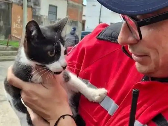 Bomberos Voluntarios rescataron a un gato que quedó atrapado en el motor de un auto