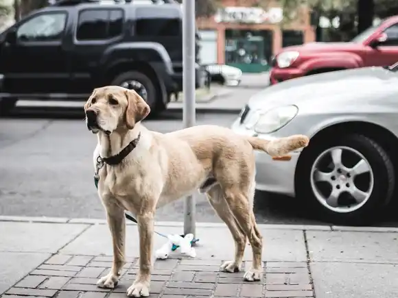 Funes endurece sanciones por maltrato y negligencia hacia mascotas