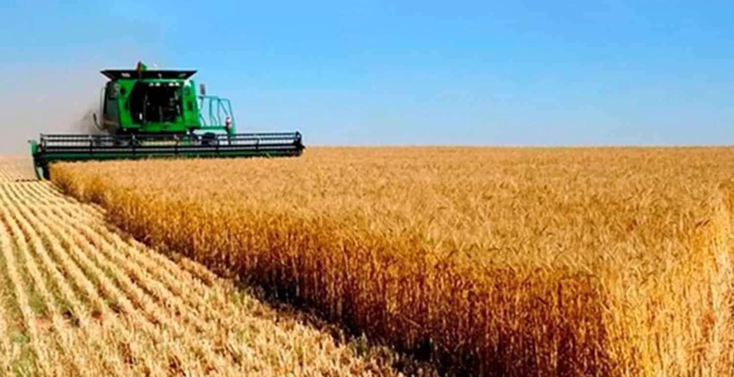 Impulsados por las lluvias, los productores concluyen la siembra de trigo