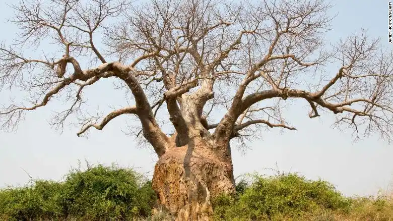 Asocian el cambio climático a la muerte de milenarios árboles baobab