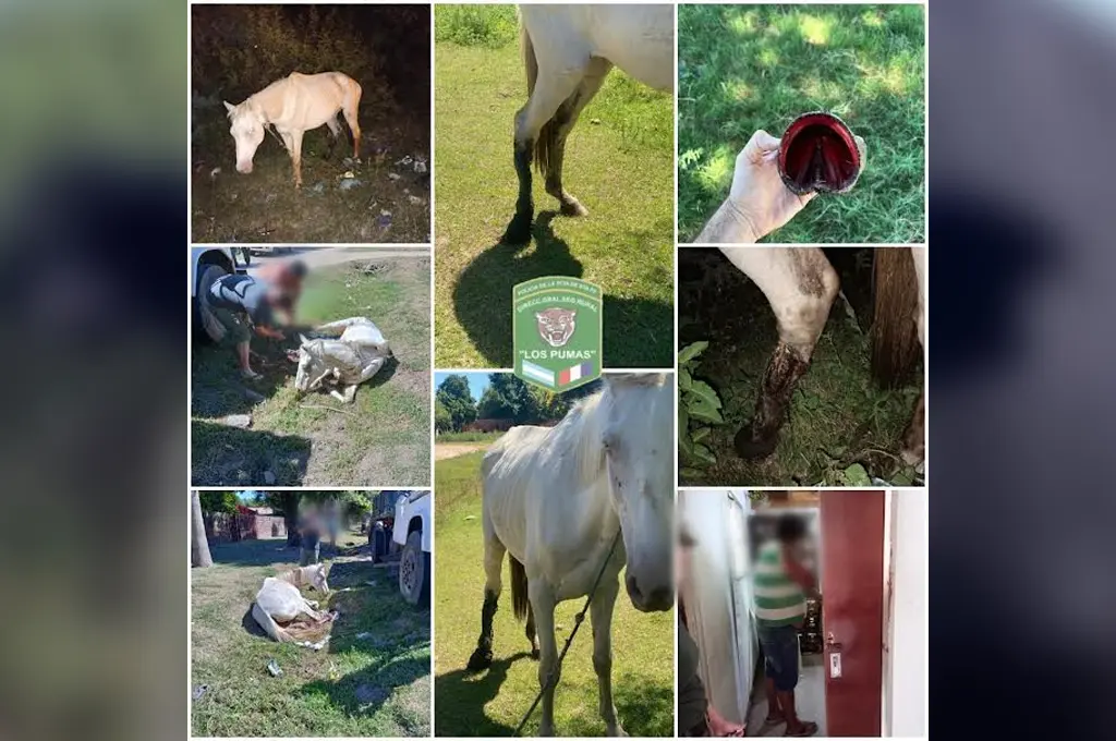 Rescataron a un equino maltratado y su propietario fue imputado por crueldad animal