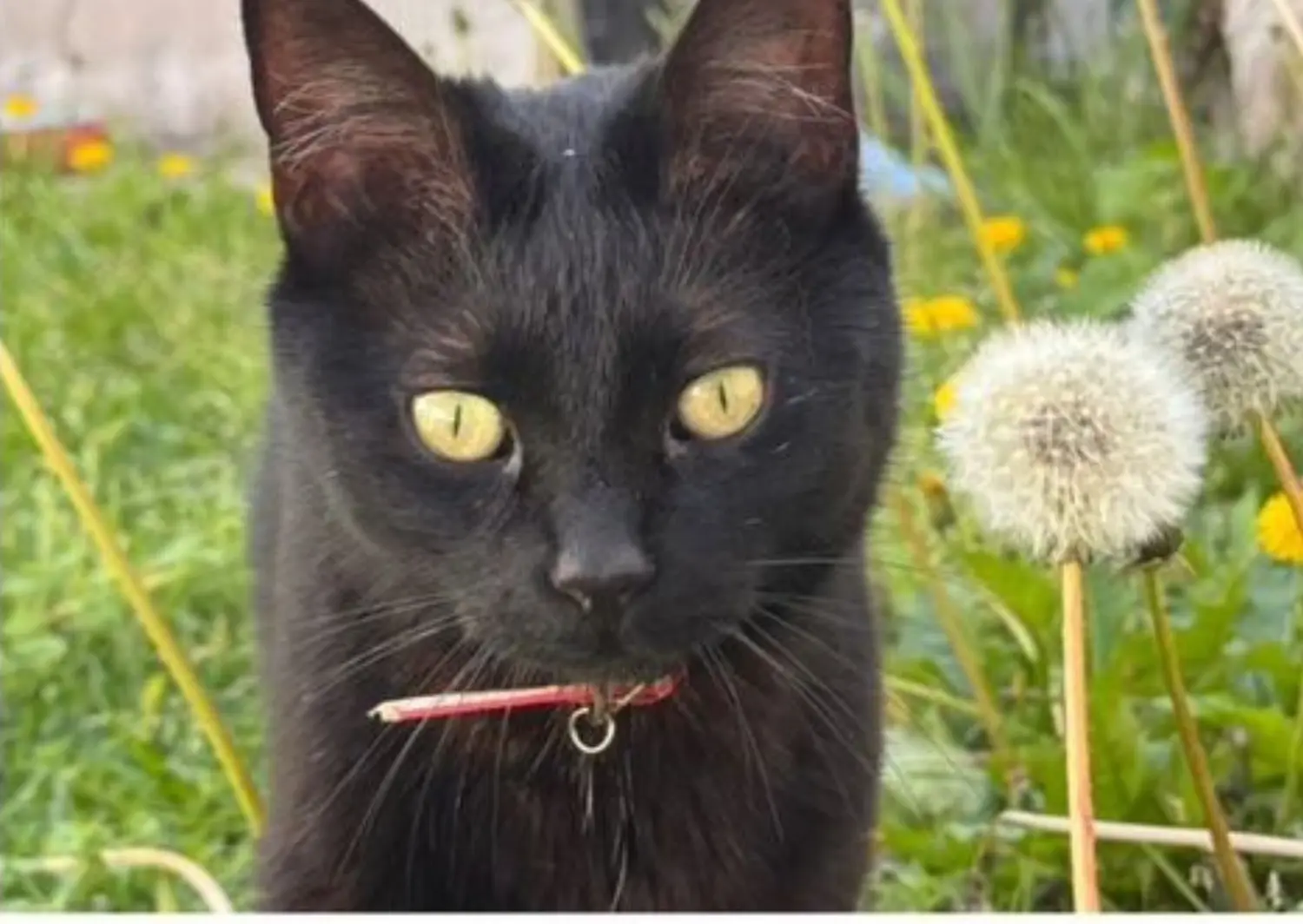 Mascotas: familia busca a su gatito perdido