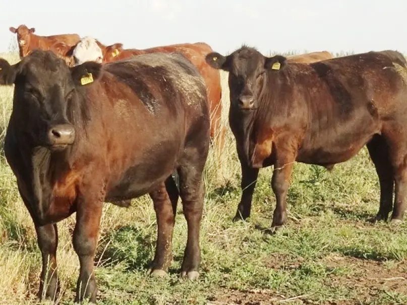 Facilitan el acceso a la información para exportar carne a Europa