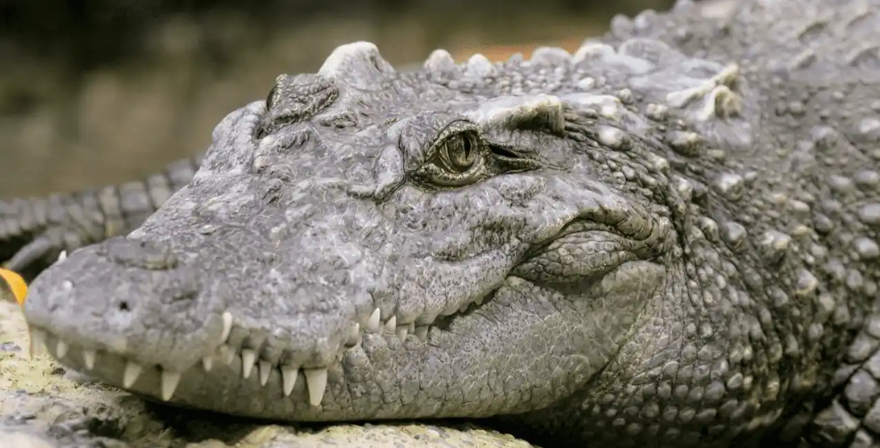 Cocodrilo «virgen» reproduciéndose a sí misma