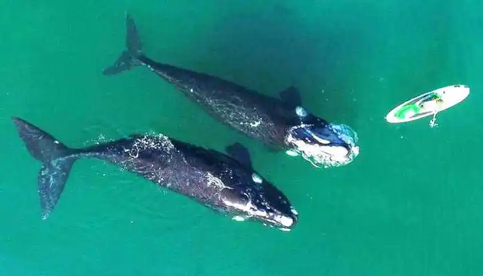 Festejaba su cumpleaños remando en la península  de Valdés y una ballena salió a jugar con ella