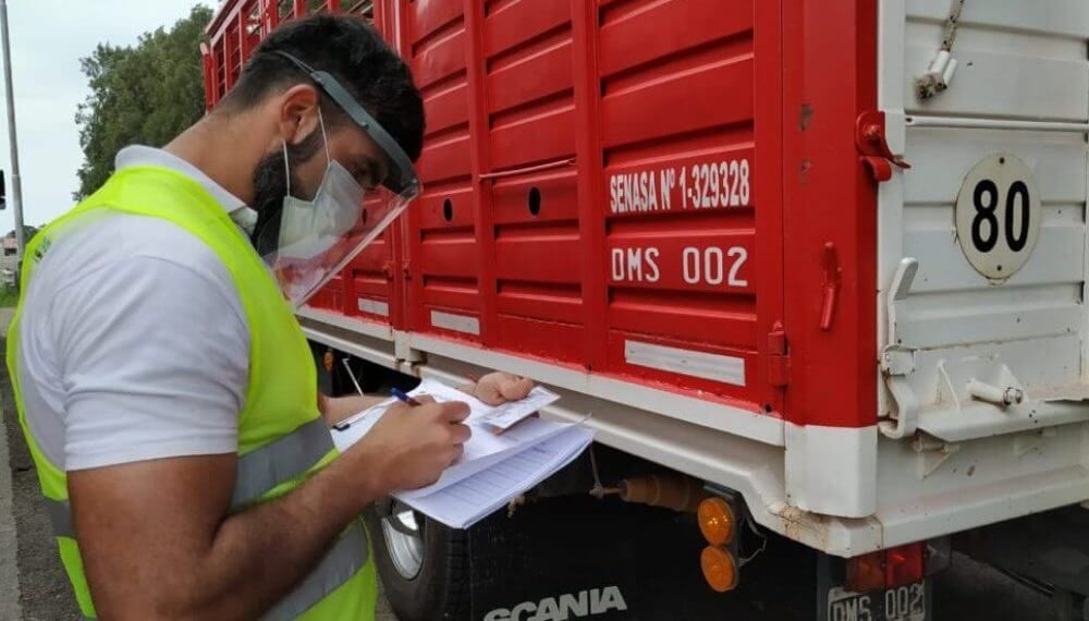 Nueva habilitación para el transporte de animales: la hacienda también viajará en bitrenes