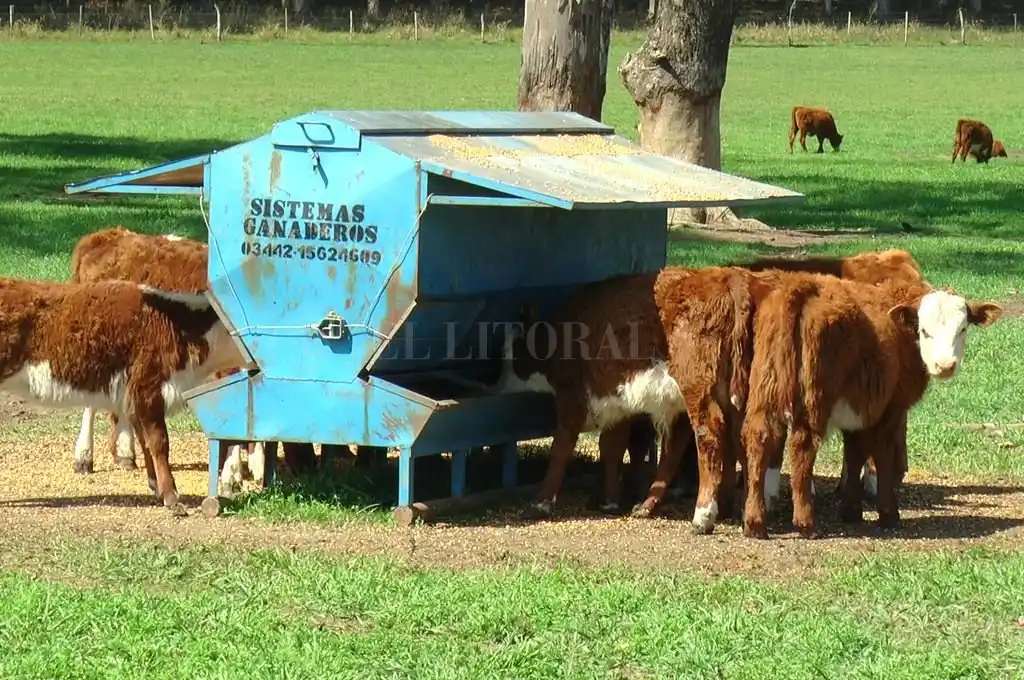 Con feedlots ecológicos y destete precoz mejoran los rendimientos
