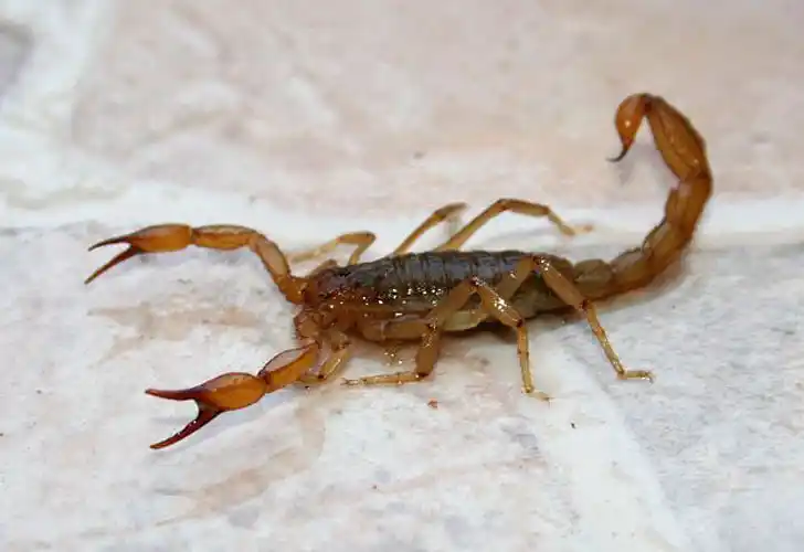 Alacranes: cómo prevenir y actuar en caso de picaduras