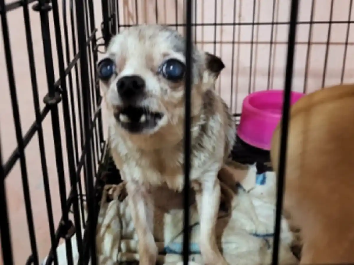 Clausuraron un criadero ilegal con 123 perros chihuahuas y detuvieron a una mujer