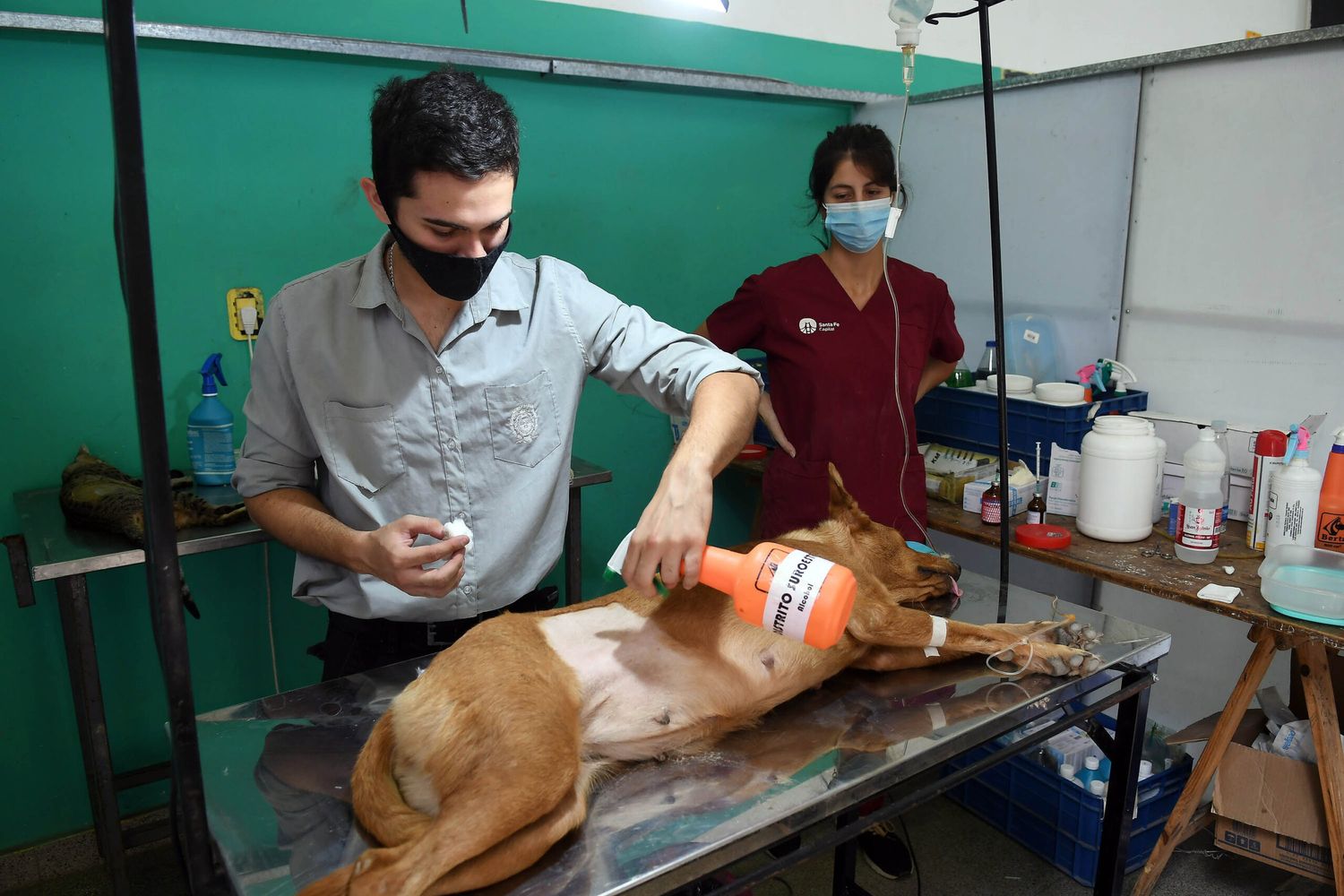 En 2021, el municipio realizó más de 20 mil castraciones a mascotas