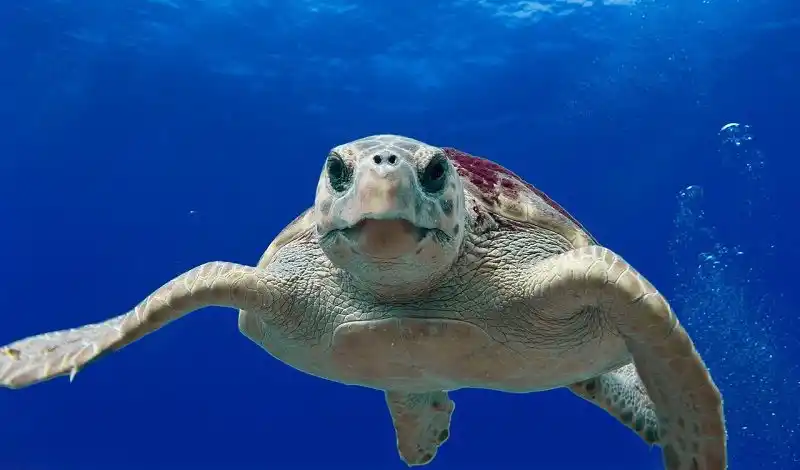 Entérese cómo rescatan tortuga en peligro de extinción en el lago de Maracaibo