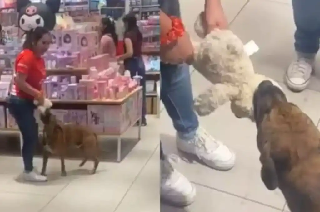 La emoción de un perrito callejero