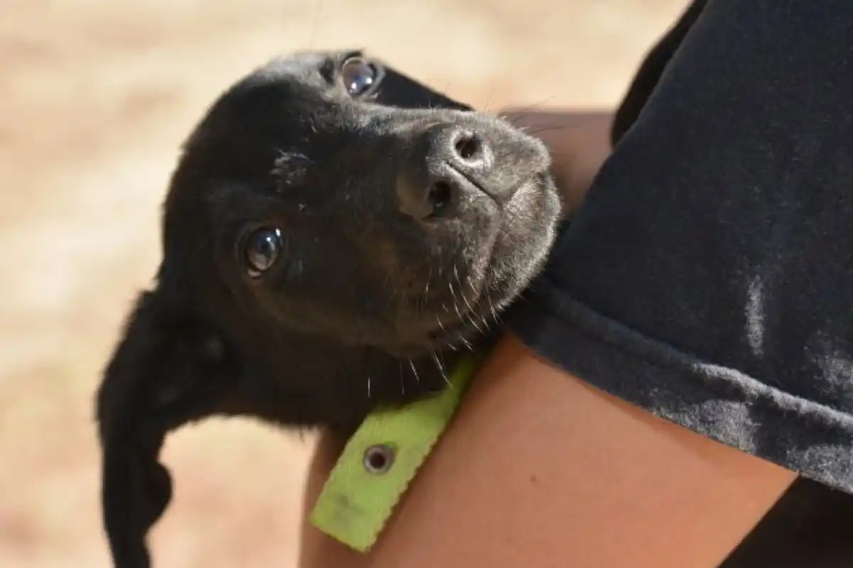 Nueva jornada de vacunación antirrábica y desparasitación