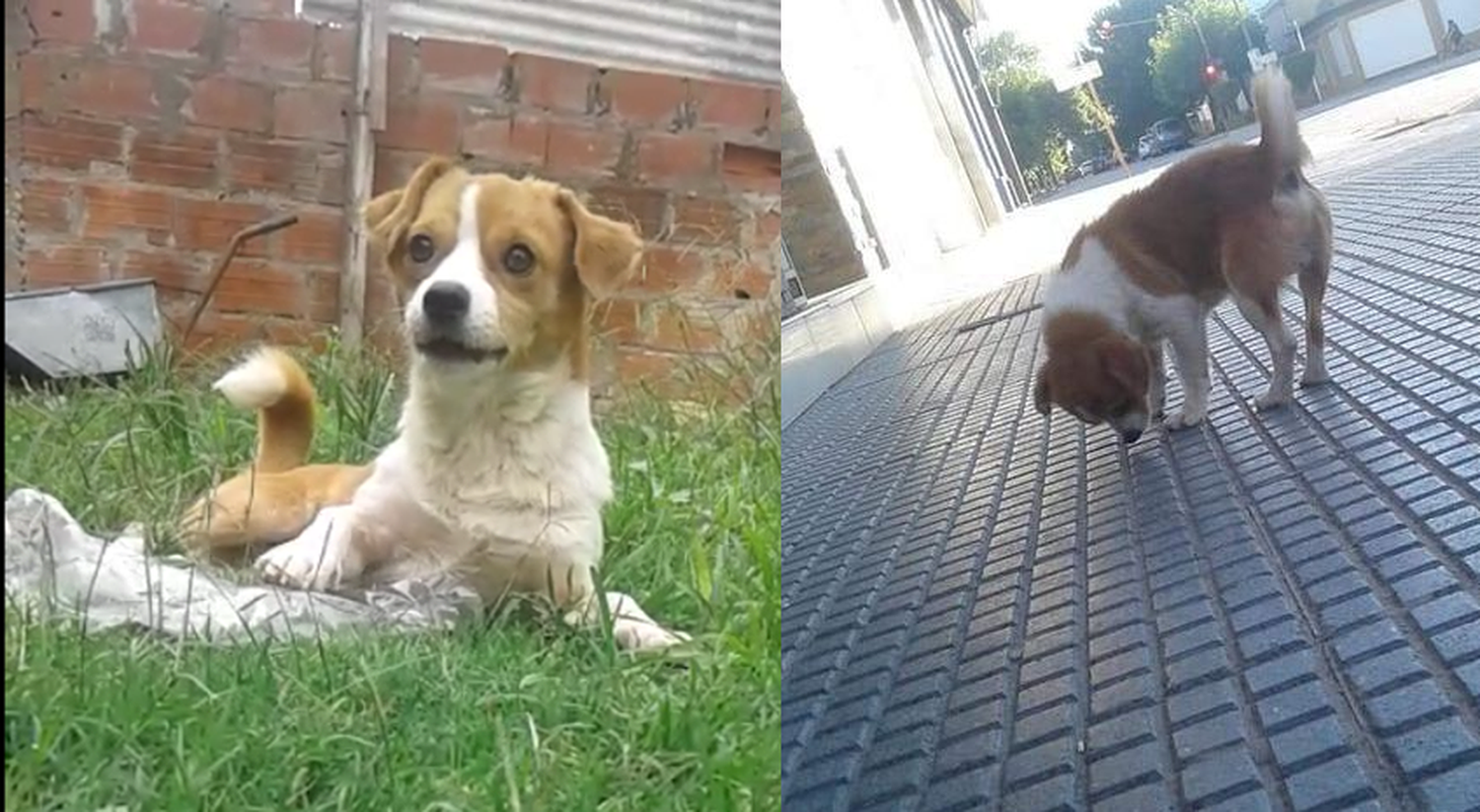 Buscan a Manchi