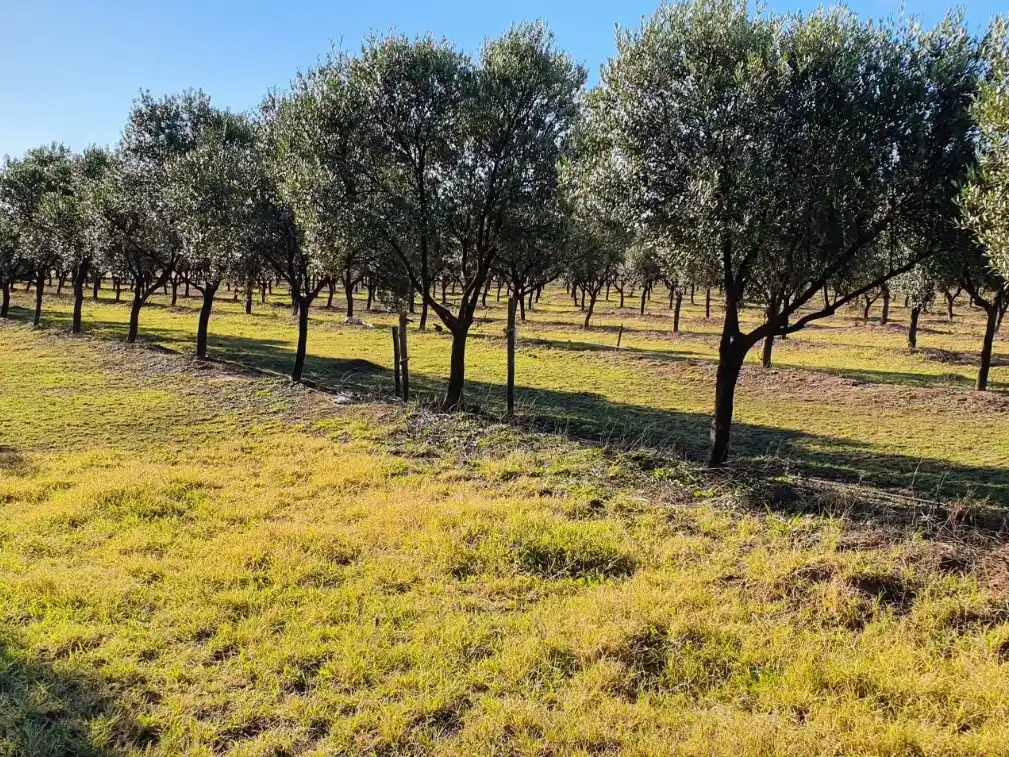 Habrá degustaciones y se podrá participar de una cosecha de olivos