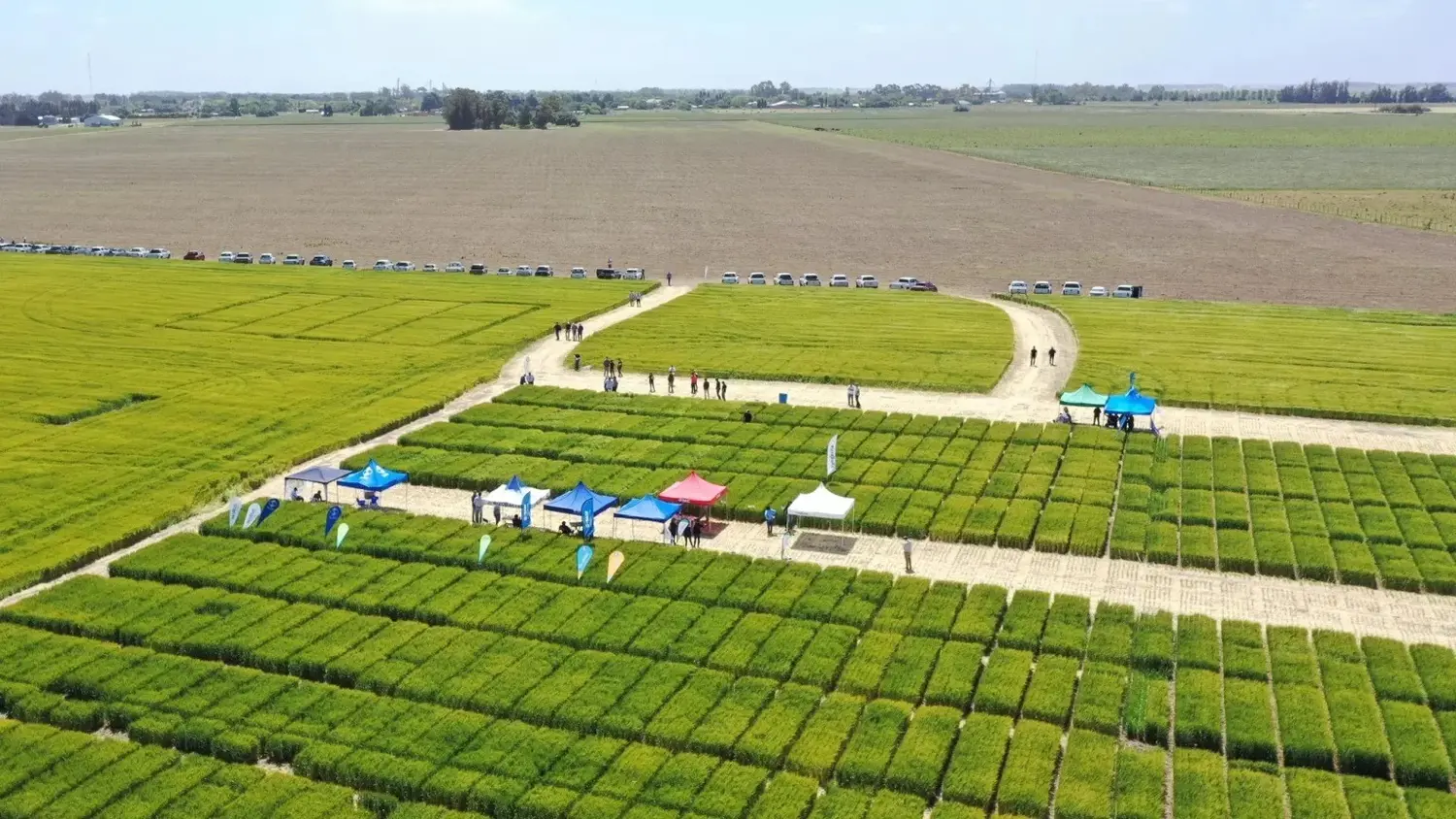 Por la tarde se realizará la recorrida por las parcelas demostrativas en el campo “El Sureño”
