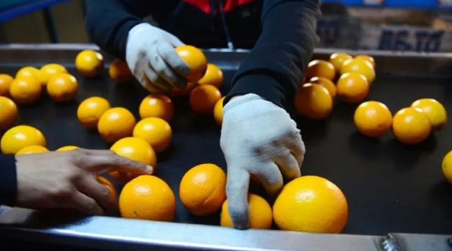 Una empresa entrerriana accedió a un crédito de 24 millones para exportar cítricos a Inglaterra