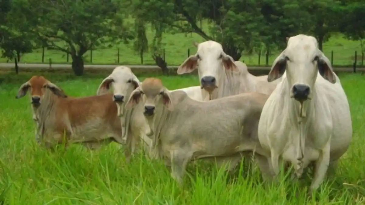 POR EXTORSIÓN Y ROBO: siembran terror matando animales con armas de guerra en haciendas de Carabobo