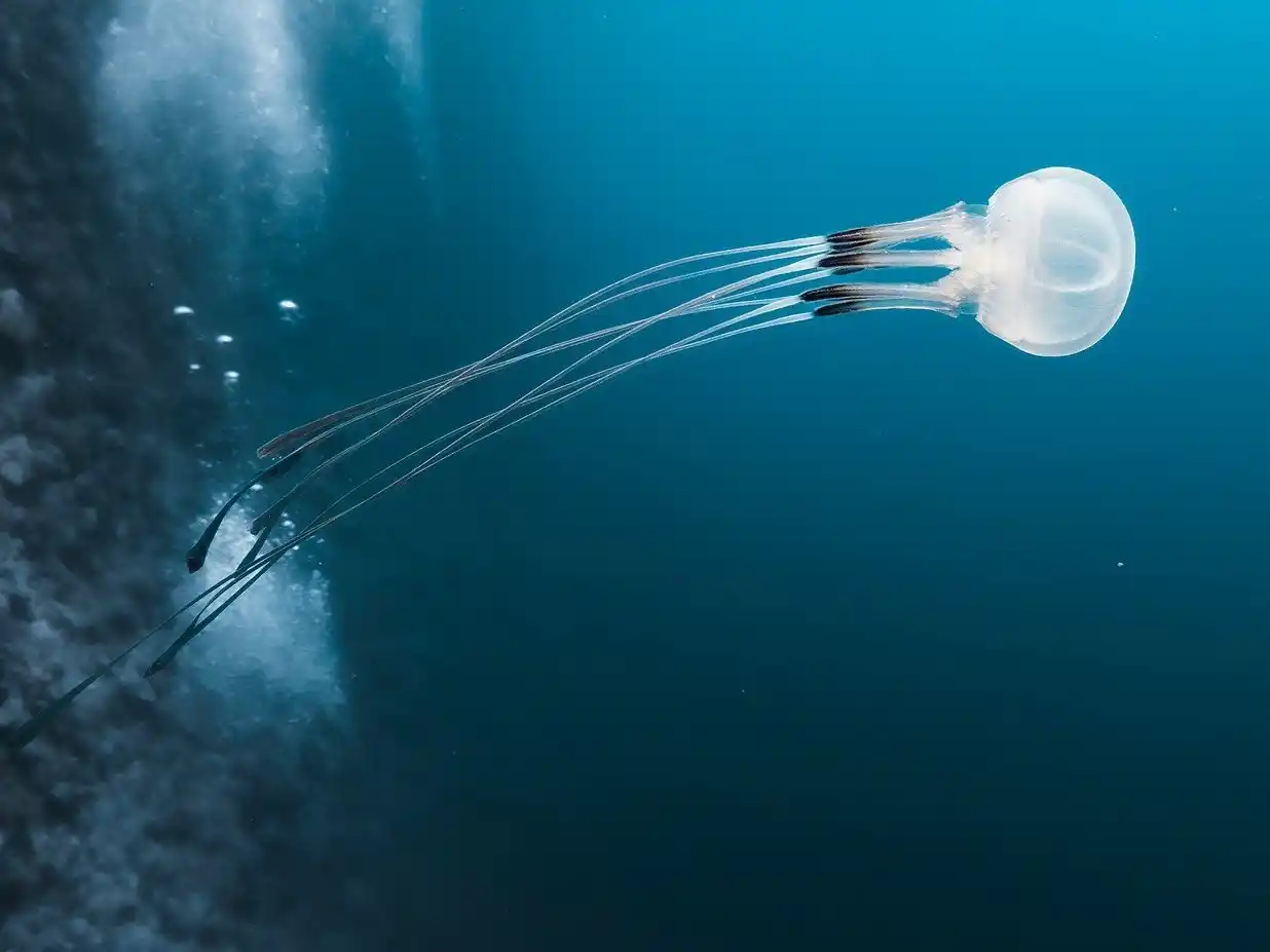 El único mar del mundo que no toca ninguna costa y esconde un misterio