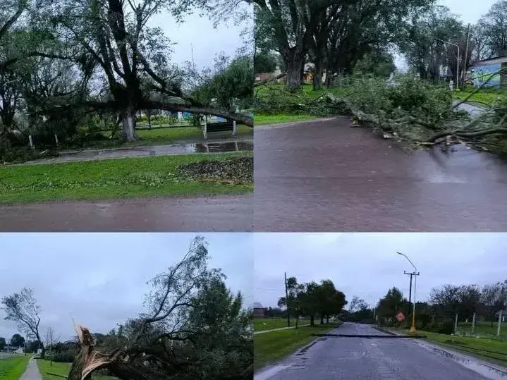 LA GALLARETA